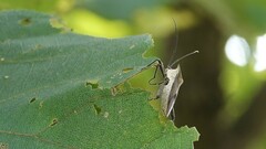 Trematocoris lobipes