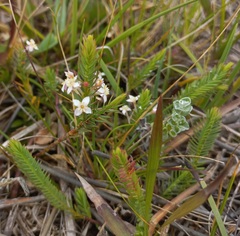 Struthiola dodecandra