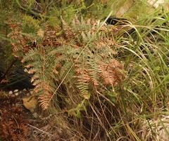 Pteridium aquilinum capense