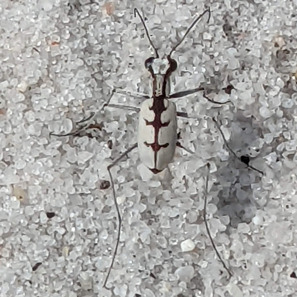 Whitish Tiger Beetle
