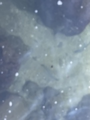 Lutjanus griseus