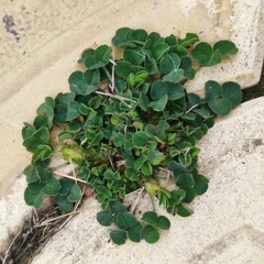 Medicago lupulina