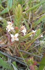 Struthiola dodecandra