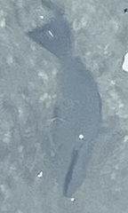 Lutjanus griseus