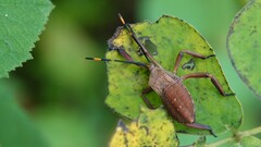 Anoplocnemis