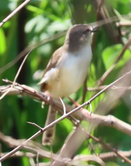 Prinia subflava