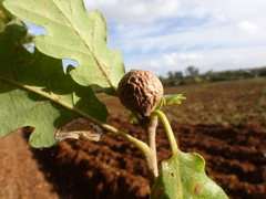 Andricus infectorius