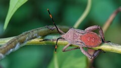 Anoplocnemis