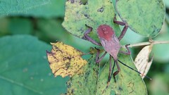 Anoplocnemis