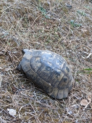 Testudo graeca