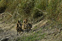 Plectropterus gambensis