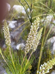 Spatalla racemosa