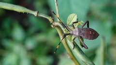 Anoplocnemis