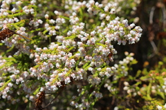 Erica margaritacea
