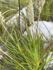 Spatalla racemosa