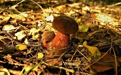 Neoboletus erythropus