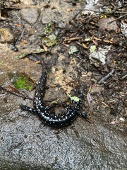 Plethodon glutinosus