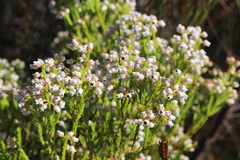 Erica margaritacea