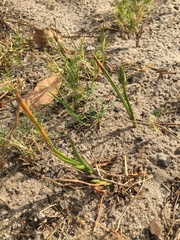 Cyanella hyacinthoides