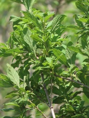Lippia javanica
