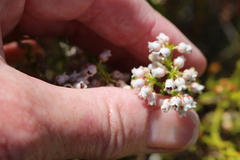 Erica margaritacea