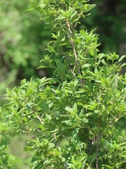 Lippia javanica
