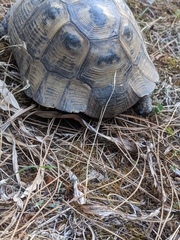 Testudo graeca