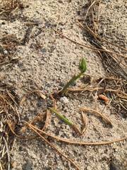 Cyanella hyacinthoides