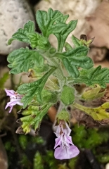 Teucrium botrys