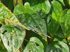 Prodasineura collaris