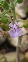 Teucrium botrys