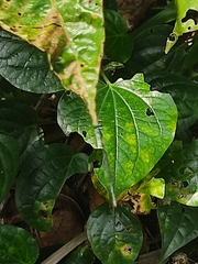 Prodasineura collaris