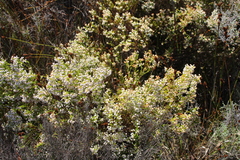 Erica margaritacea