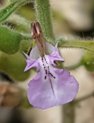 Teucrium botrys
