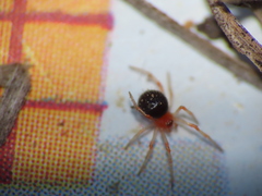 Ruborridion musivum
