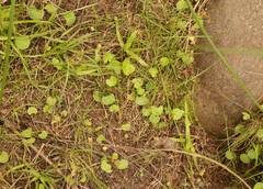 Centella