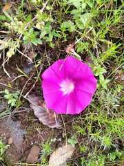 Ipomoea elongata