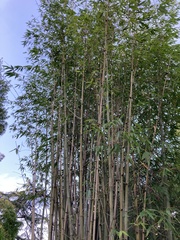 Phyllostachys bambusoides