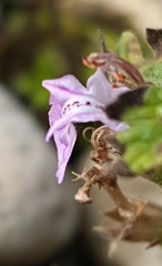 Teucrium botrys