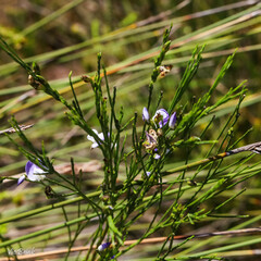 Psoralea aphylla