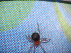 Ruborridion musivum