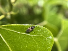 Oxycarenus hyalinipennis