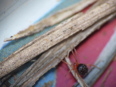 Ruborridion musivum