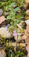 Teucrium botrys