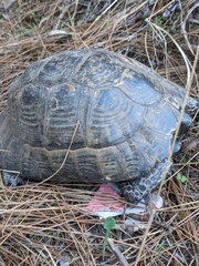 Testudo graeca