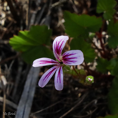 Pelargonium pseudosetulosum