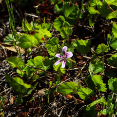Pelargonium pseudosetulosum