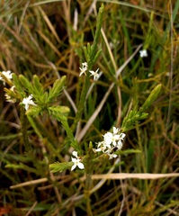 Struthiola dodecandra