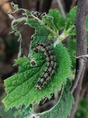 Aglais caschmirensis