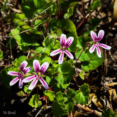 Pelargonium pseudosetulosum